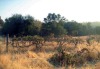 Agricultural Land - 3
