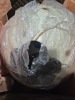 Dinosaur Eggs (Boston Frt/Stoughton, MA) - 3