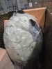 Dinosaur Eggs (Boston Frt/Stoughton, MA) - 6