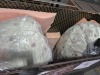Dinosaur Eggs (Boston Frt/Stoughton, MA) - 7