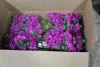 Artificial Plants & Flowers (Norfolk Intl/Norfolk, VA) - 5