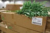 Artificial Plants & Flowers (Norfolk Intl/Norfolk, VA) - 6