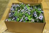 Artificial Plants & Flowers (Norfolk Intl/Norfolk, VA) - 7