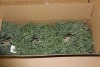 Artificial Plants & Flowers (Virginia Intl/Portsmouth, VA) - 6