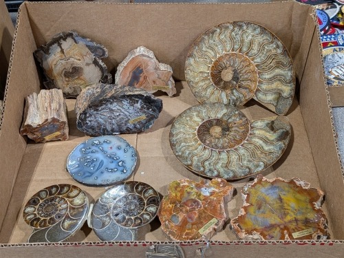 Petrified Wood & Other Minerals