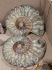 Petrified Wood & Other Minerals - 2